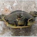 음성경보 이미지