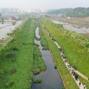 당진3동 이팝나무 이미지