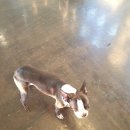 개인생활펫 이미지