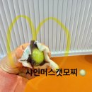 호랑이졸라떡