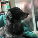 꼬또리몽 이미지