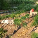 덕현목장 이미지