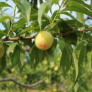 신월농장 이미지