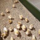 종천농장 이미지