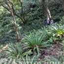 제주 삼도파초일엽 자생지 이미지