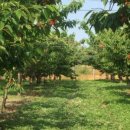 유 농원 이미지