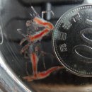 LARVA STAGE 네이버블로그