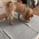 욜로홀로 울트라배변패트 2차 후기