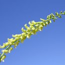 고삼초등학교 이미지