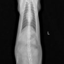 24시 더나은 동물메디컬 센터 이미지