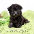 광주강아지분양 고양이분양 도로시펫 이미지