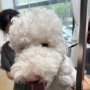 메종 드 펫 이미지