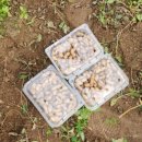 청정학곡마을 | 원주농촌체험 학곡마을에서 땅콩 캐기 리얼 후기