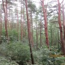 장군터(1) Daum카페