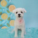 니니 애견 미용실 이미지