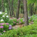 화명대천천 이미지