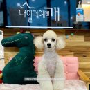 내일더예쁘개 이미지