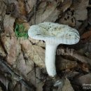 굴털이 Lactarius piperatus (Scop. ex Fr.)S.F. Gray ツチカブリ 이미지