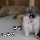 카페놀다 이미지