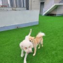 큰댕댕 개치원 이미지