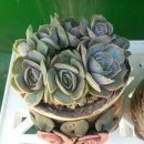 부영농장3 이미지