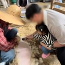 [아이와 가볼만한곳] 고창 상하농원 상하목장 5월 초에 다녀온 특별한 양털 깎기 체험 늦은 후기!