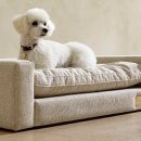 펫(PET)과 함께 이미지