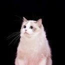 랙돌캐터리 아이돌스 전주고양이분양 이미지