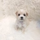 이소퍼피-별내점 이미지