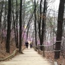 광교산 ‘진달래 10리 길’ 생기면 좋겠네요 이미지