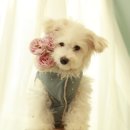 플레르다솔 이미지