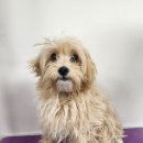 안나펫살롱 이미지