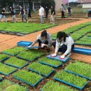 클로버 태양광발전소 이미지