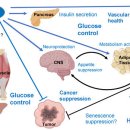 Re: GLP-1 receptor agonist 비만과 당뇨치료를 넘어 2024 리뷰!! 이미지