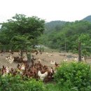 도곡리 농원 네이버블로그