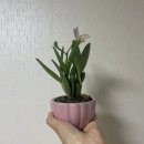 은희네식물