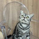 아메숏 캐터리 이미지