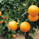 천자로-3 이미지