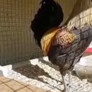 팬플룻그룹팬타곤 이미지