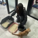 댕댕냥냥 네이버블로그