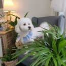 다이아몬독 이미지