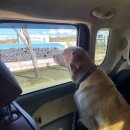 해피 펫 택시 이미지