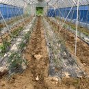 다온농장2 이미지