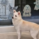 축복 펫살롱 이미지