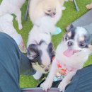 댕댕이 보호구역 이미지