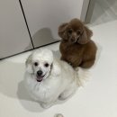 아이허브 반려동물 용품 직구 / 구매 리스트 공유 / 강아지 영양제 , 간식 솔직 후기