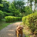 벨라 펫 살롱 이미지