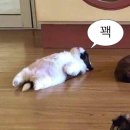 워시랜드 음성 삼성점 | 도쿄 토이스토리호텔 - 조식 예약방법 얼리체크인 짐보관 등 총정리