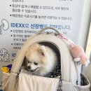MS동물병원 - 연제구 과정로348번길 2 | [부산 연산동] 과잉진료 없는 MS동물병원 완전 강추!!