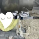 미사 센트럴 동물병원 이미지